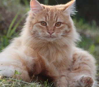 Оранжевое солнышко