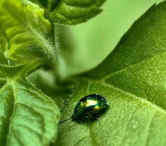 Зеленое на зеленом