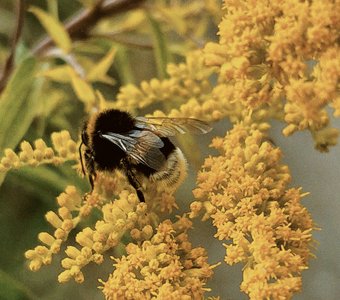 Шмель на Толге