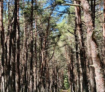 Танцующий лес. Калининград