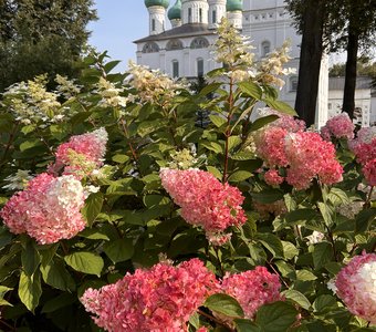 Флоксы на Толге