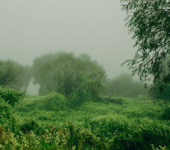 Море растений