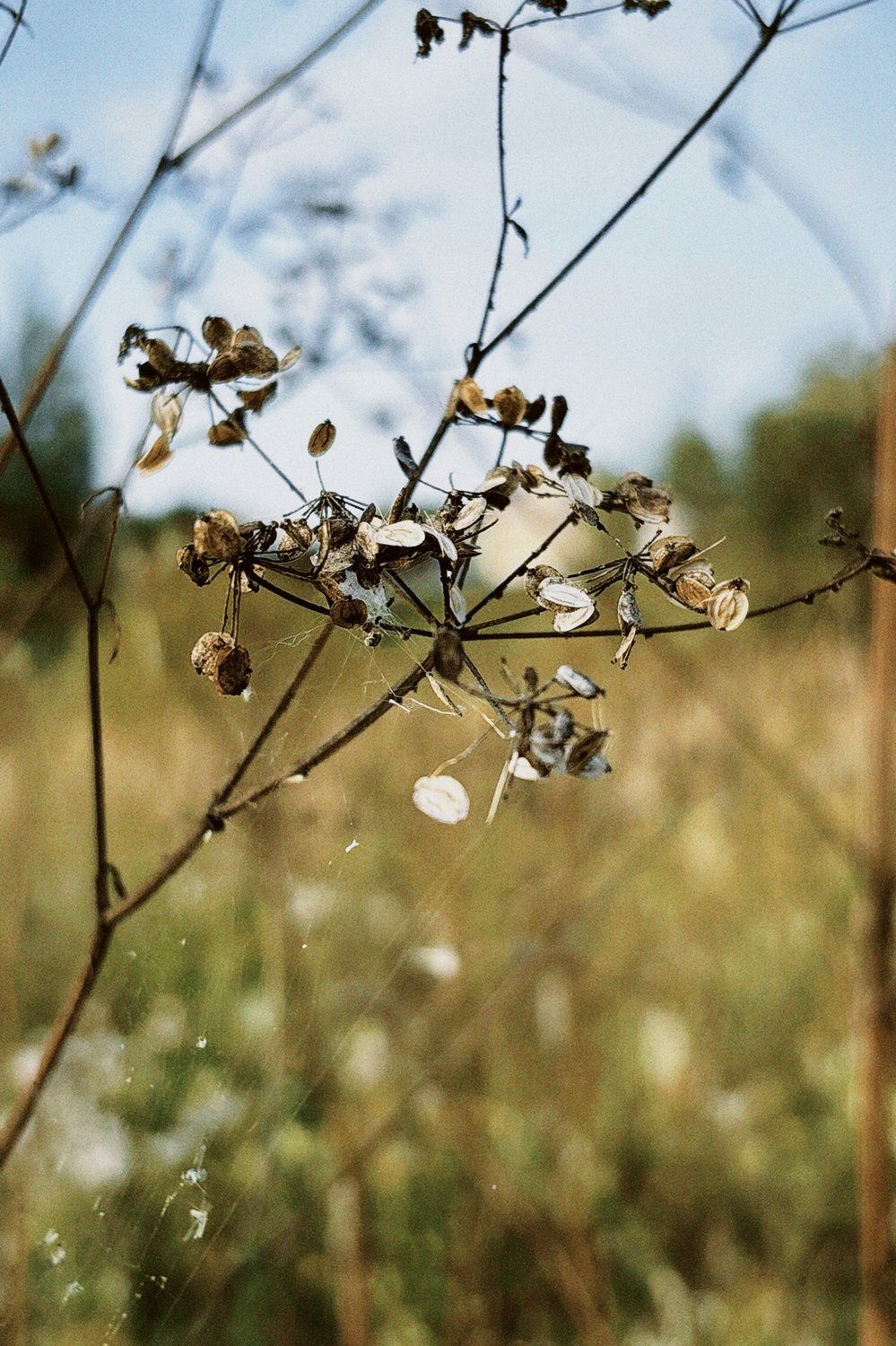 Паутинка на Толге