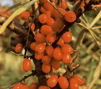 Облепиха на Толге