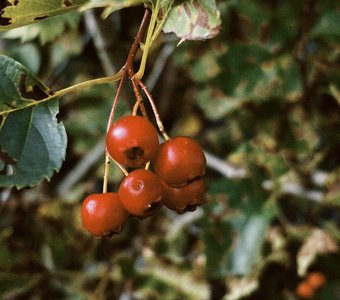 Ягоды на Толге