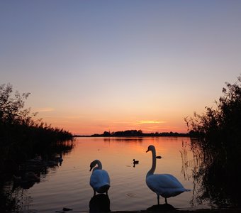 Лебеди на озере