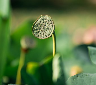 Коробочка лотоса