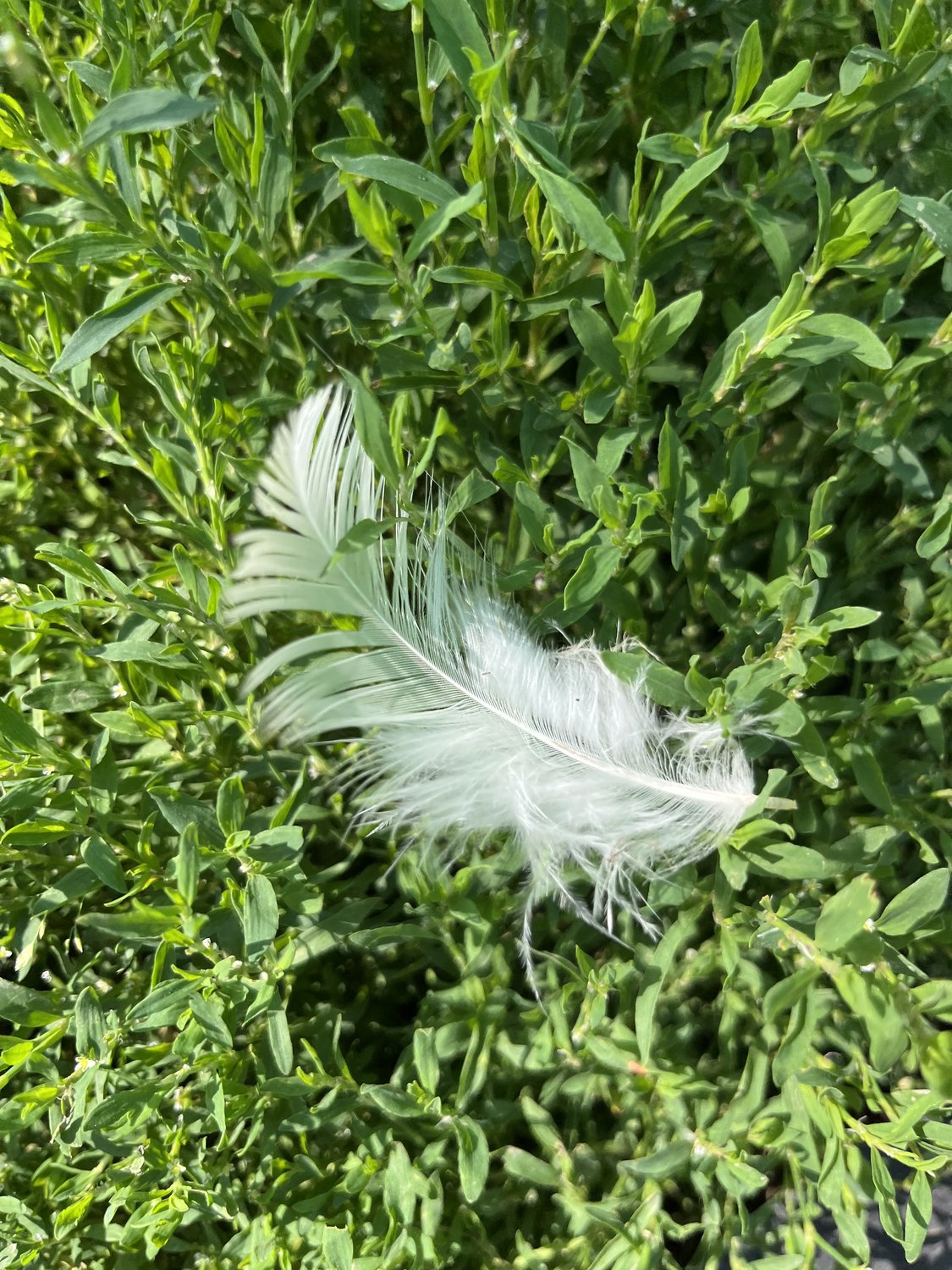 Легкость бытия