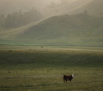 Под грибным дождем