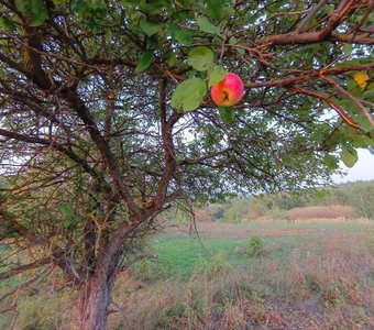Дичка. Неурожай