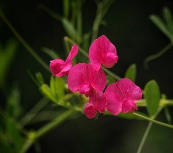 чина клубненосная