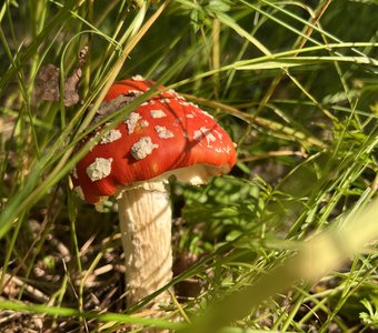 Прямо из сказки