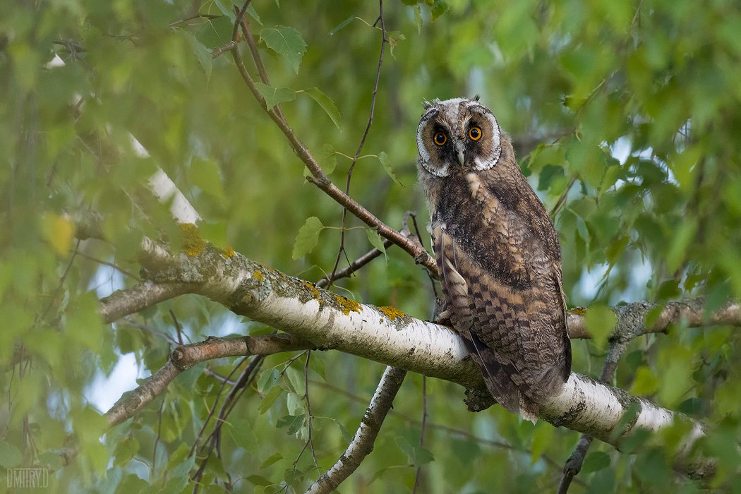 Ушастая сова