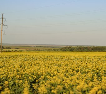 Родные поля Татарстана