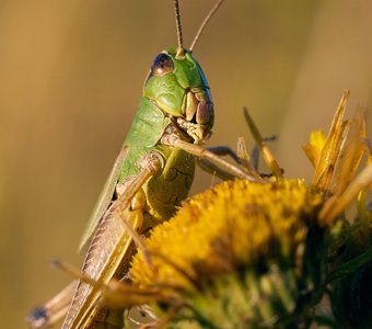 Кузнечик