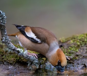 Жара, июль...
