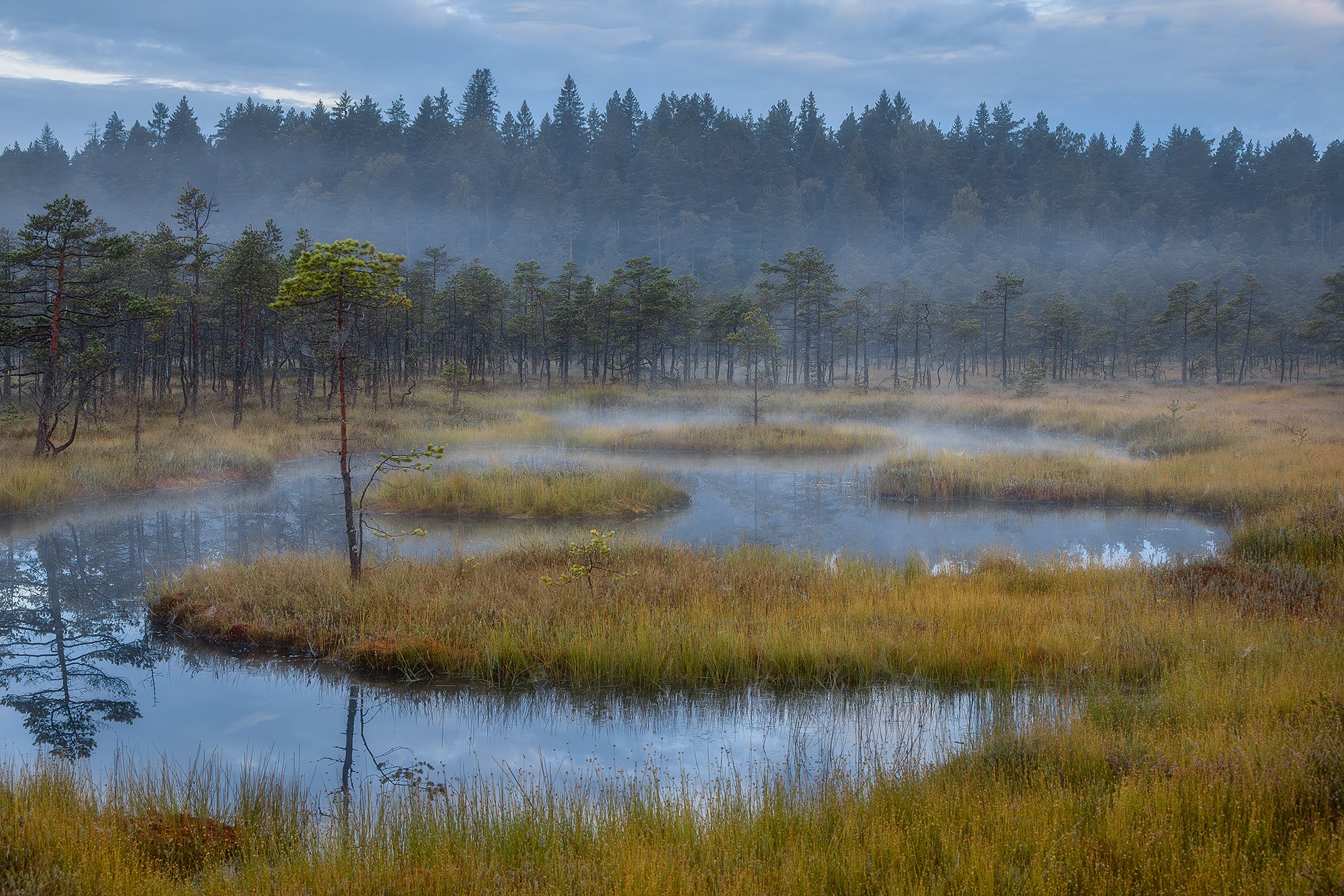 Утро на болоте с живописным видом