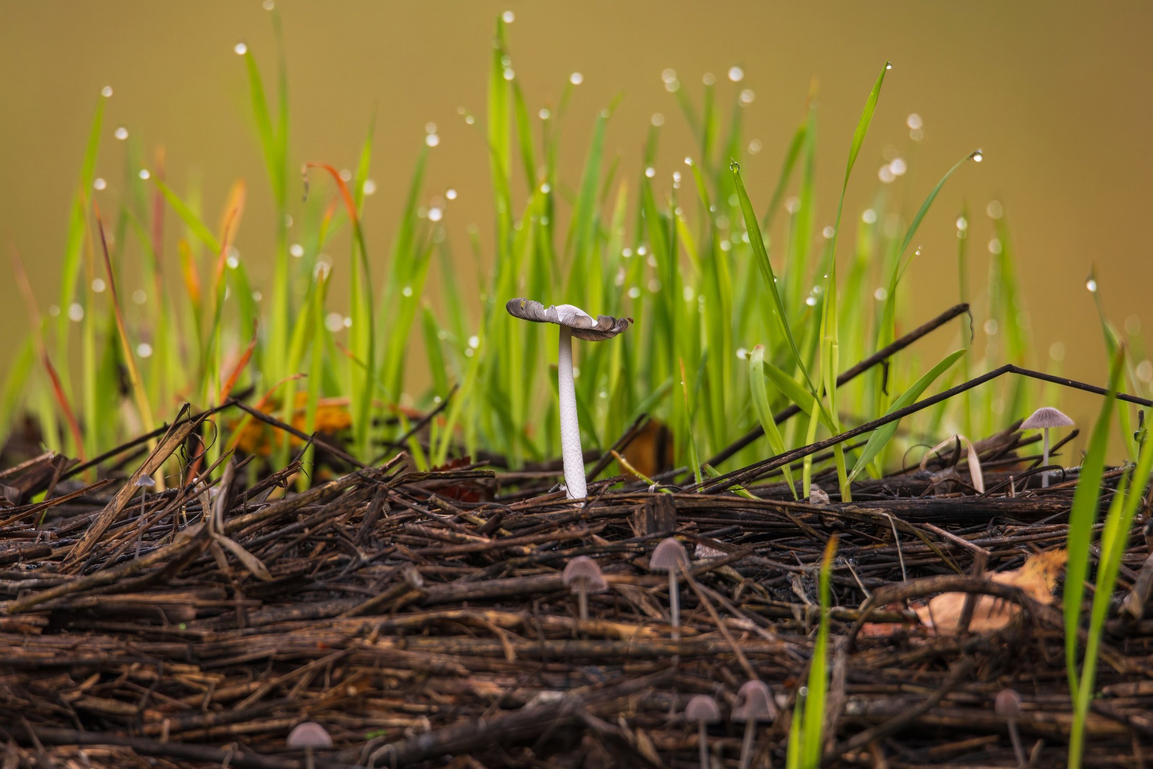 Поганка приподняла свою шляпку на стоге отсыревшего сена