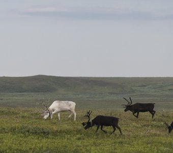 В летней тундре