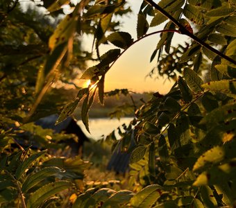 Родина сквозь листок
