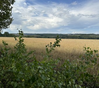 Край родной