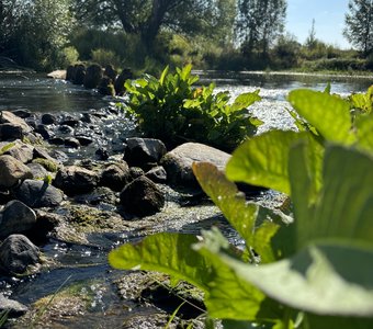 Платина в Кострецах Тверской области
