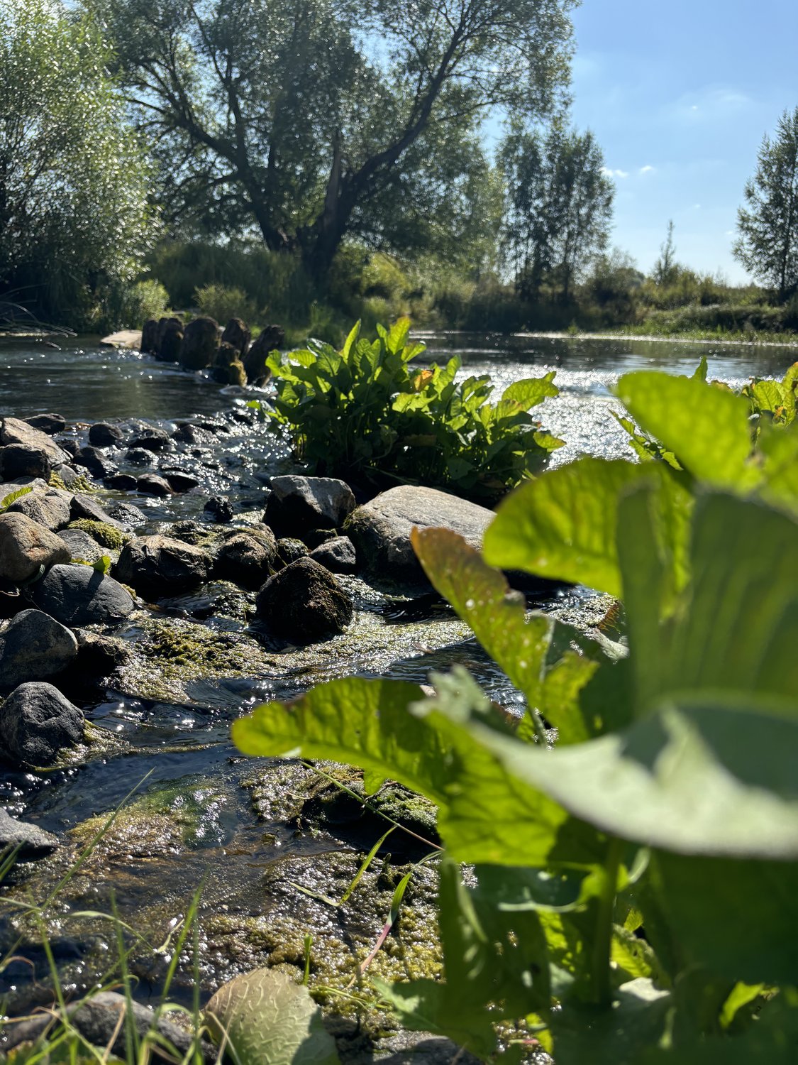 Платина в Кострецах Тверской области