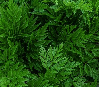 Летняя листва