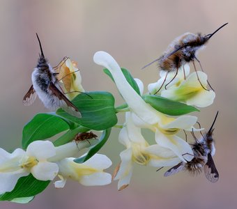 Весеннее настроение