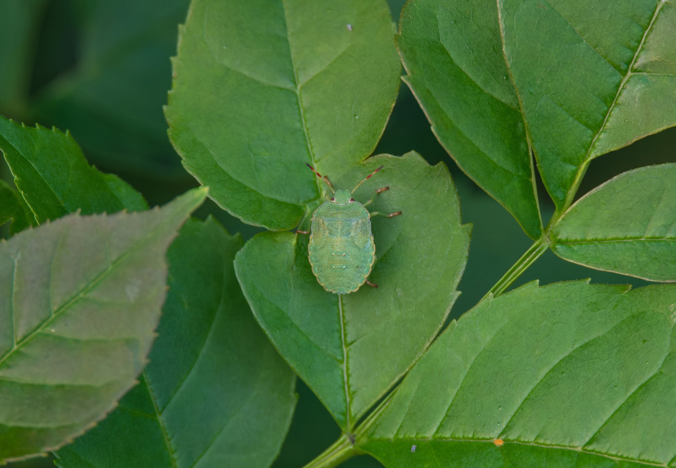 Зелёный клоп — мастер маскировки
