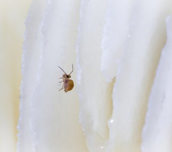 Коллембола под шляпкой гриба