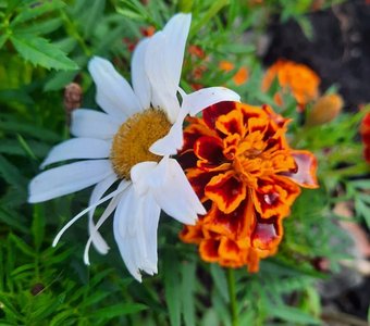 Они, если честно, не пара