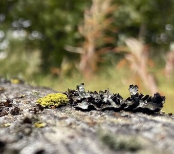 Тундра Красноярского края