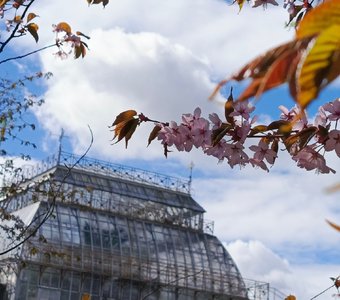 Ботанический сад Петра Великого