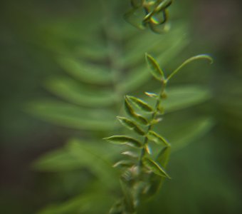 Краски лета