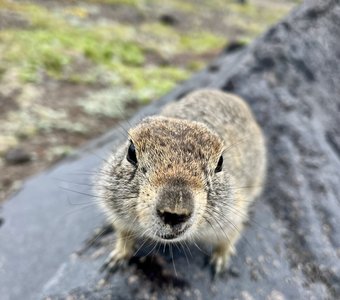 Любопытство