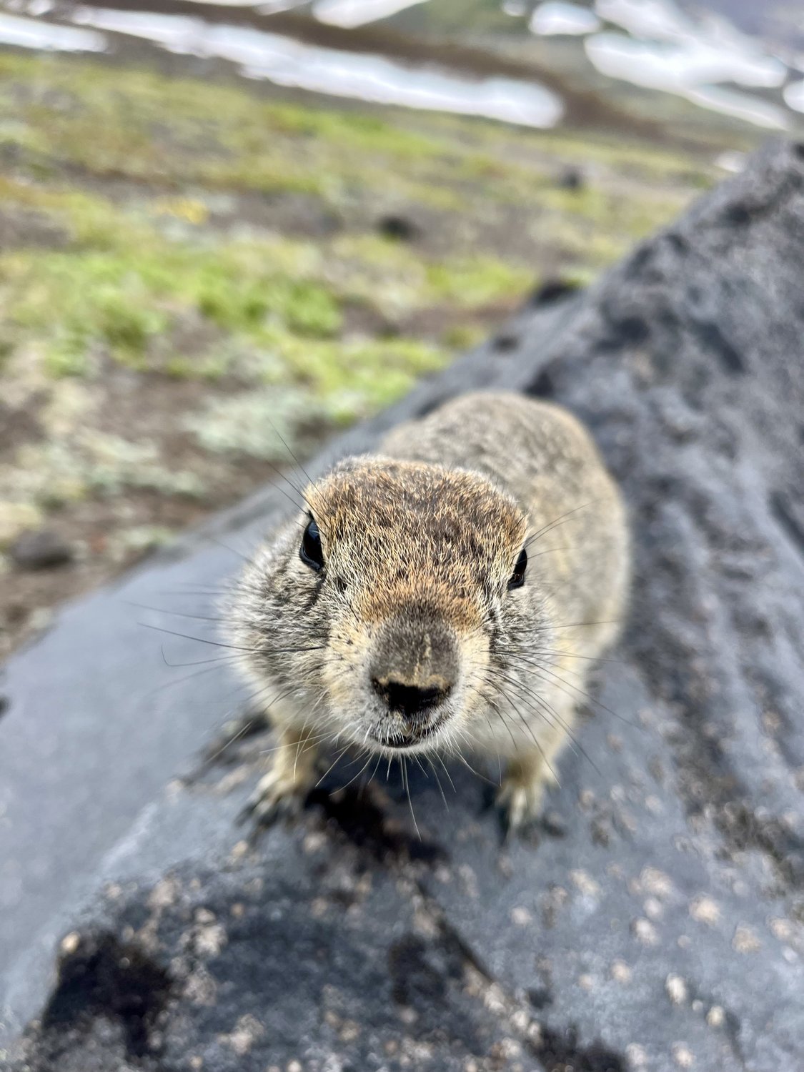 Любопытство