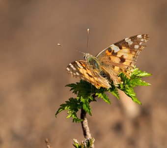 Репейницы прилетели