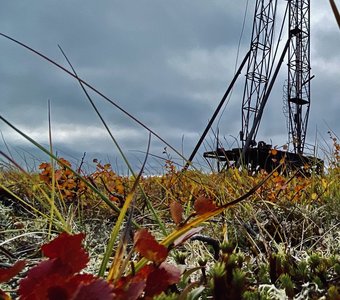 Тундра Красноярского края