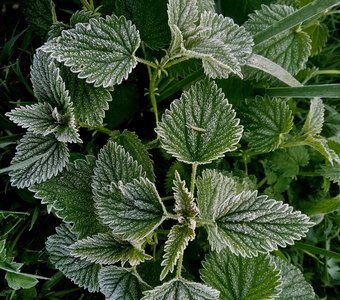 Предсмертное дыхание зимы