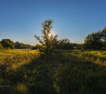 Солнце и дерево