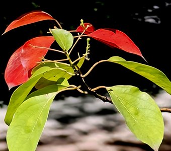 Краски осени