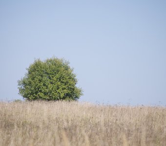 Три цвета августа