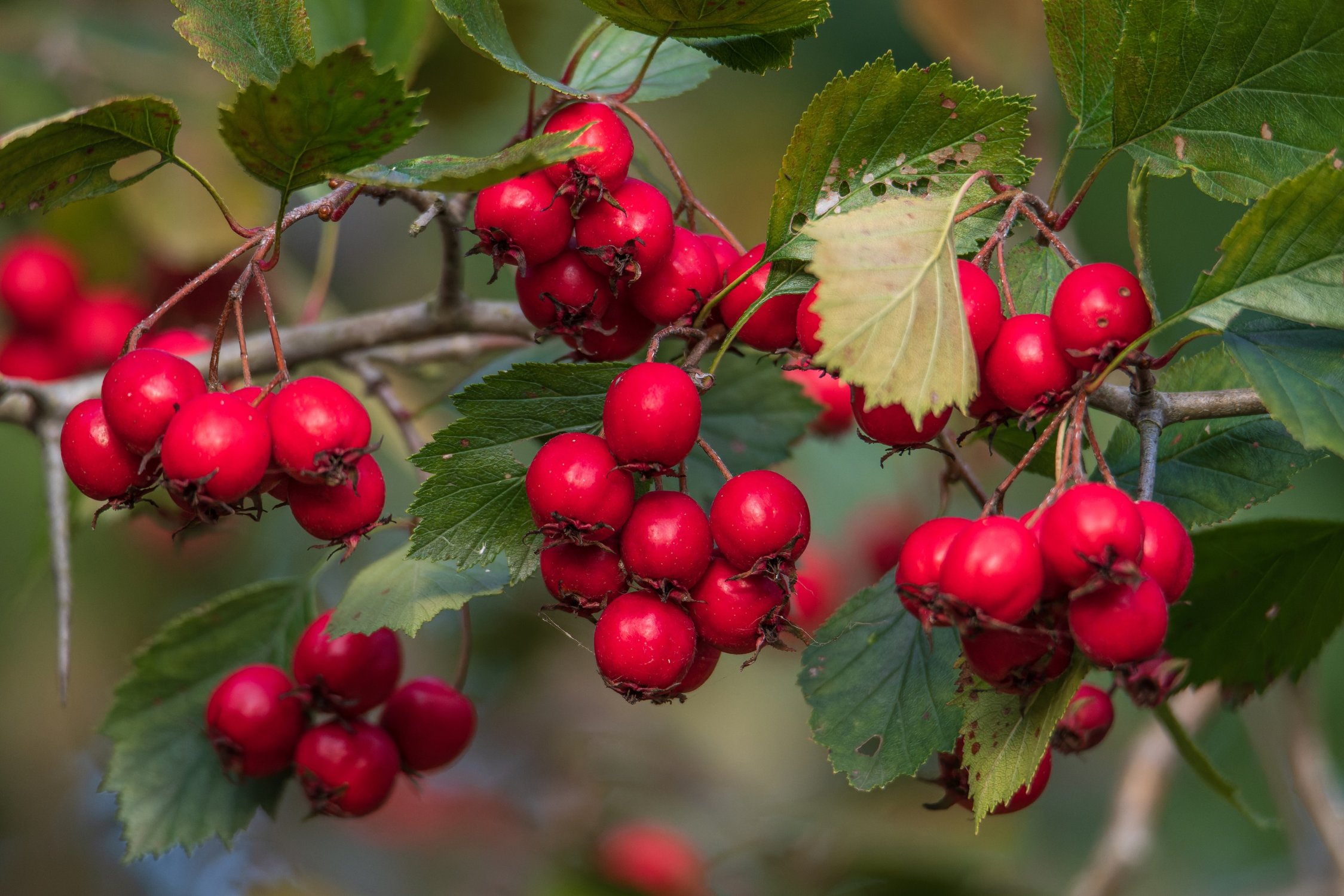 Дары осени: Боярышник