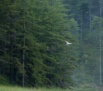 Свободный полет