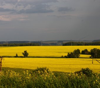 Желтое поле