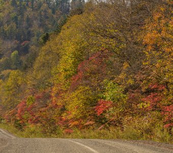 осенняядорога