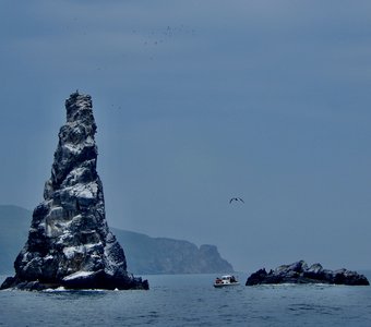 Птичья гора