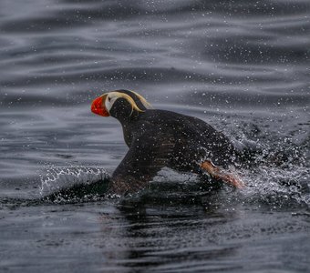 Баттерфляй
