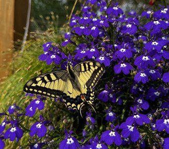 Бабочка и цветок